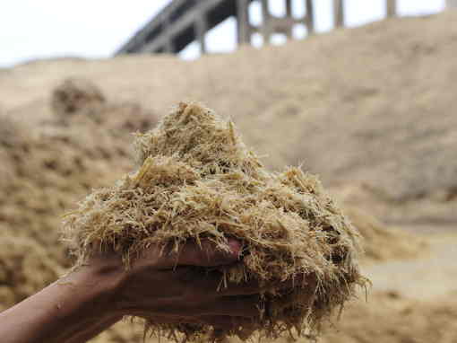Eine Hand hält eine große Menge trockener Bagasse, die faserigen Rückstände des Zuckerrohrs, vor einem industriellen Hintergrund.