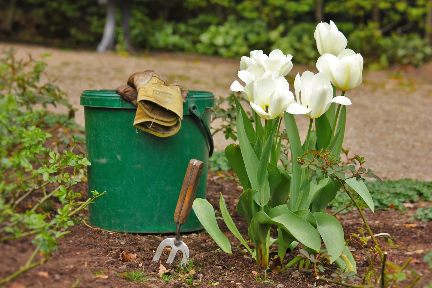 Ein Gartenwerkzeugset bestehend aus einem grünen Eimer, einem Paar Arbeitshandschuhe und einem kleinen Handrechen neben einer Gruppe blühender weißer Tulpen im Garten. Der Hintergrund zeigt unscharf einen Pfad und grünes Blattwerk